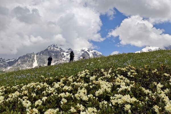 A Tour Of Wild Flowers