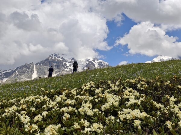 A Tour Of Wild Flowers