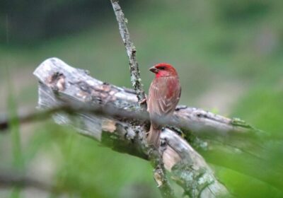 The Best Places in Georgia for Birdwatching